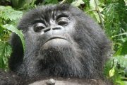 gorilla trekking