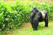 Kajie Safaris