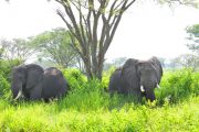 Kajie Safaris