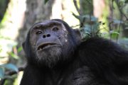 chimpanzee habituation