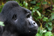 Kajie Safaris
