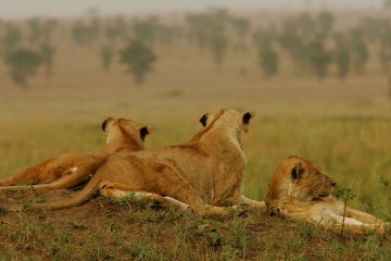 Kajie Safaris