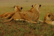 Kajies Safaris