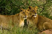Kajie Safaris